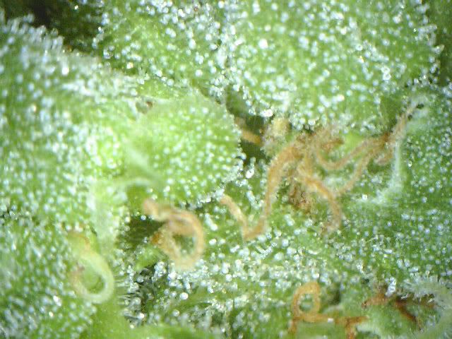 mrnice1wk8trich.jpg
