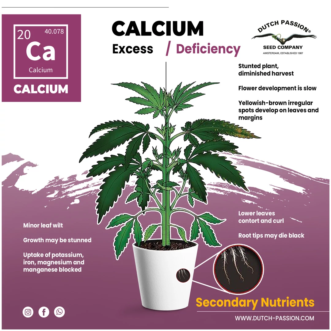 Calcium.jpg