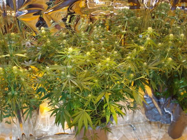 TSSLifeofPlant025.jpg