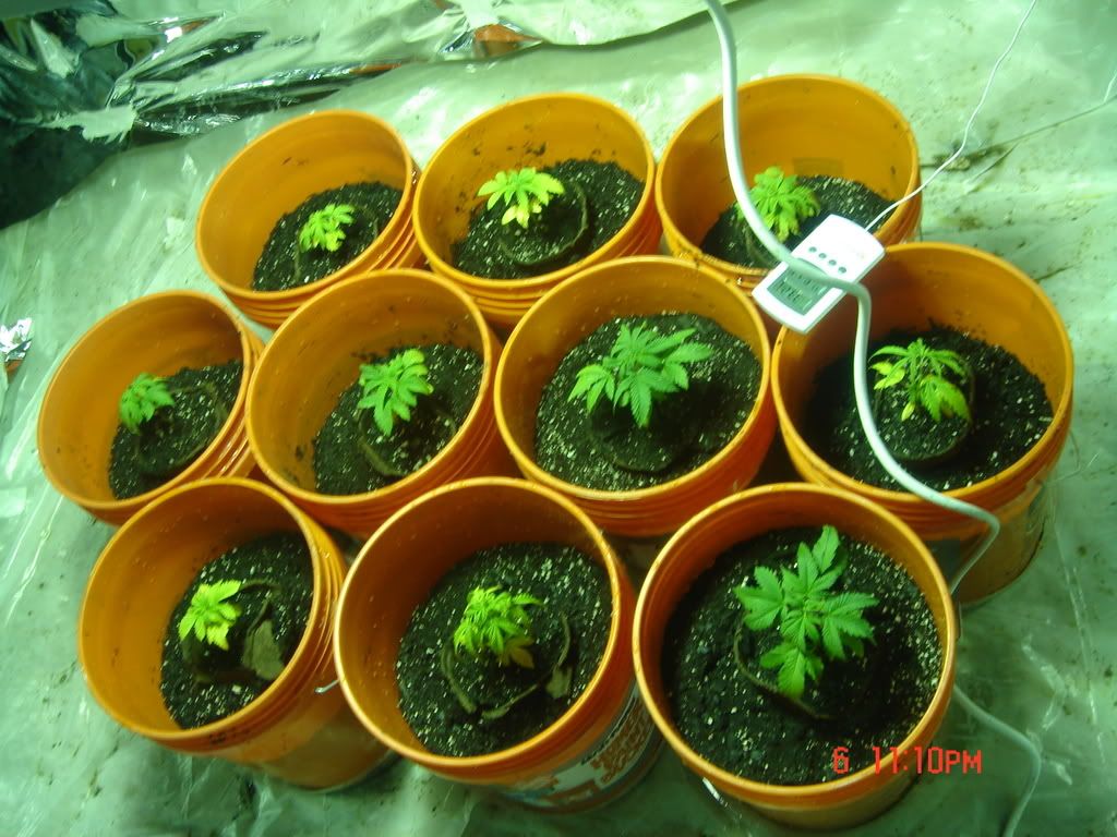 Weedsecondpictureseriese038.jpg