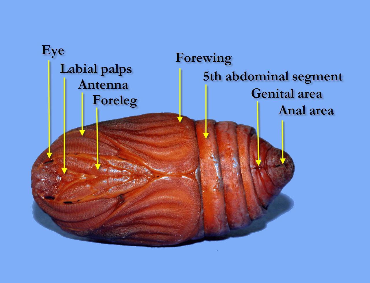 CecropiaMothLabelled.jpg