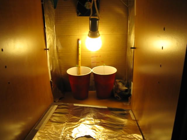 cfl004.jpg