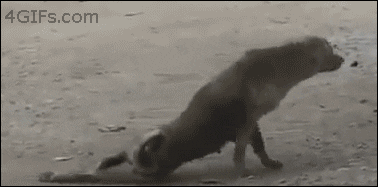 giphy.gif