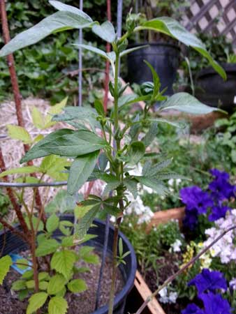 www.growweedeasy.com
