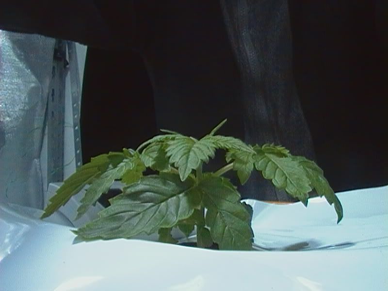 CAM_0063.jpg