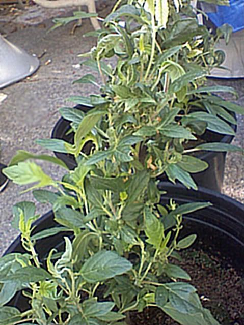 0520081631.jpg