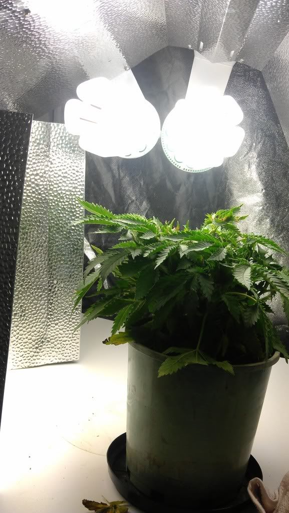 IMAG0642_zps1d65573a.jpg
