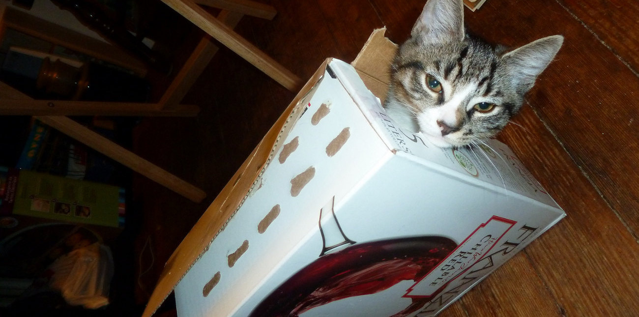 cat-franzia.jpg