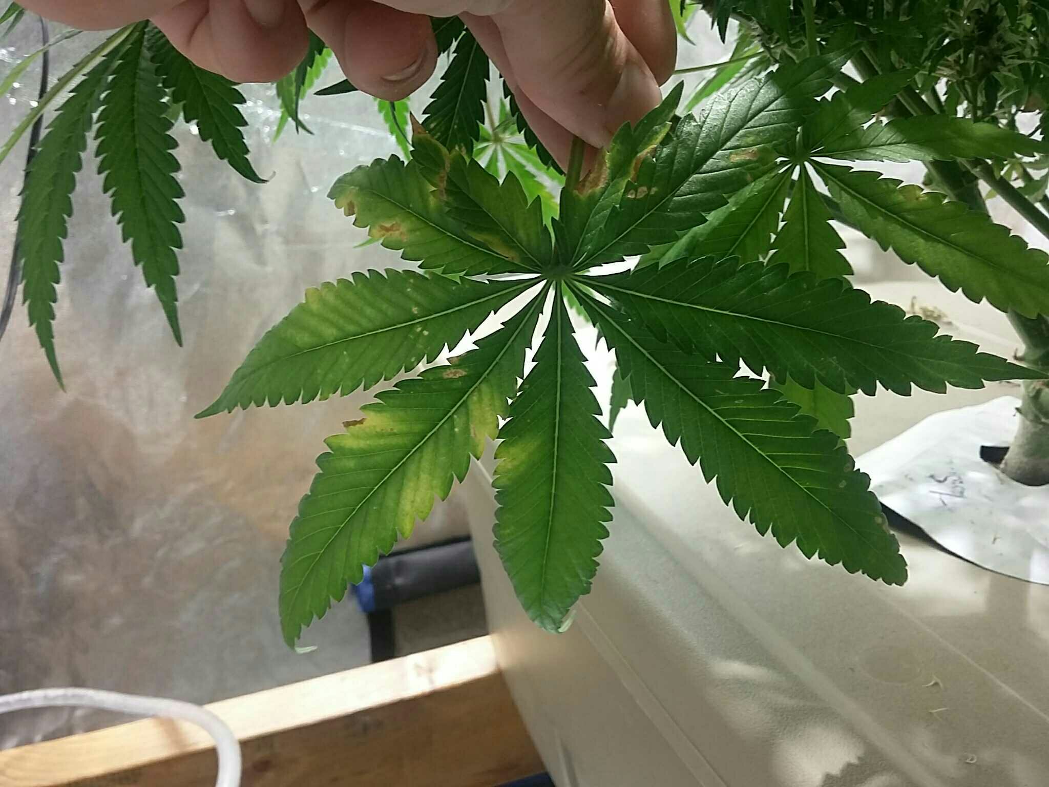 420-magazine-mobile1774597601.jpg