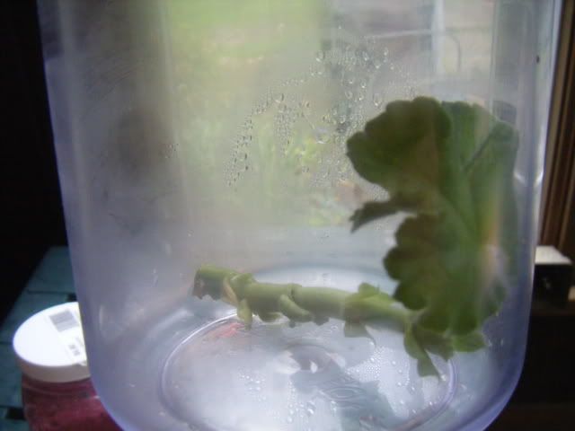 DSCF1588.jpg