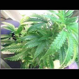 weed.jpg