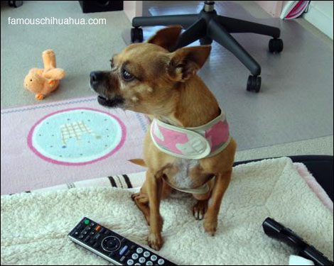famous-chihuahua-barking.jpg