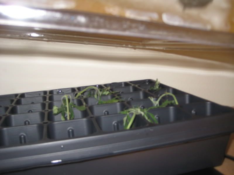 plants091.jpg