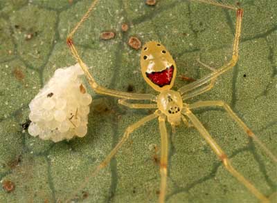 happyspider.jpg