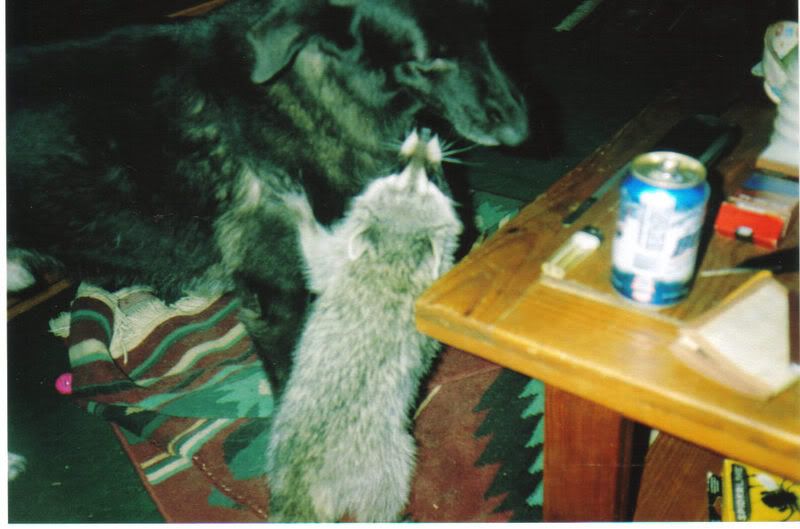 coon.jpg