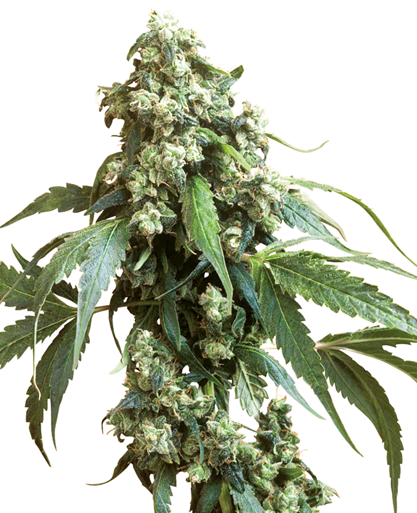 sensiseeds.com