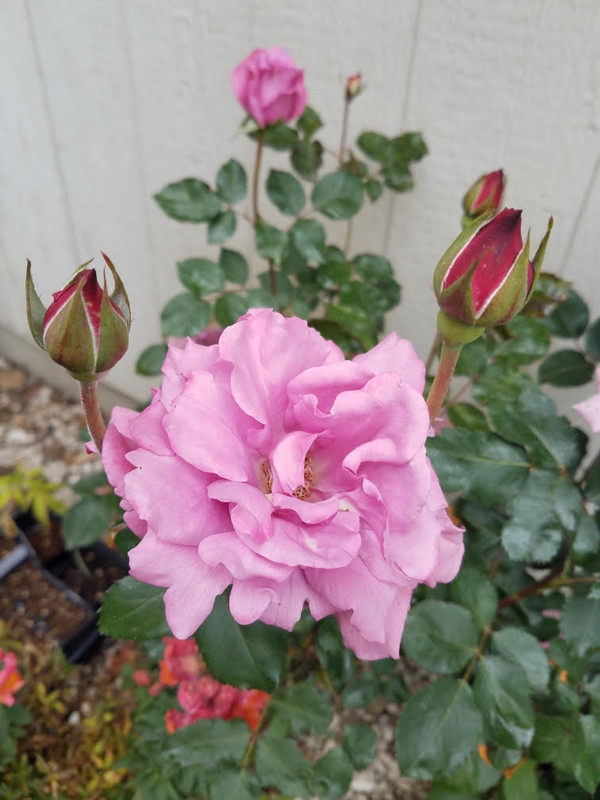 5242021rose2.jpg