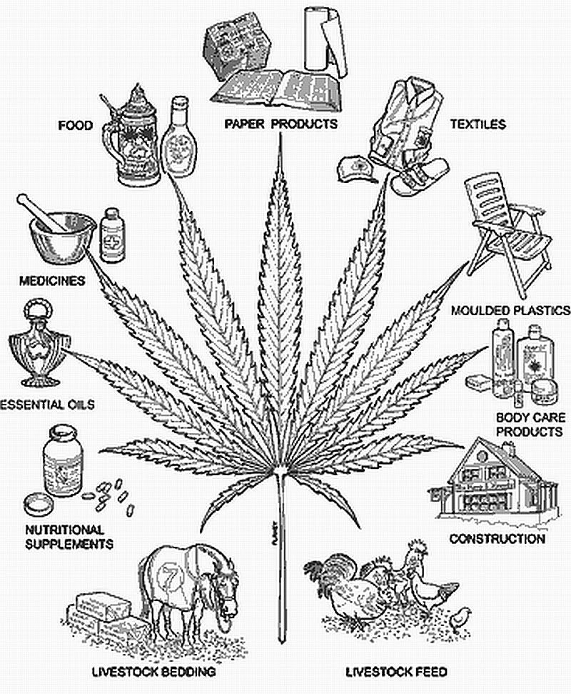hemp01.jpg