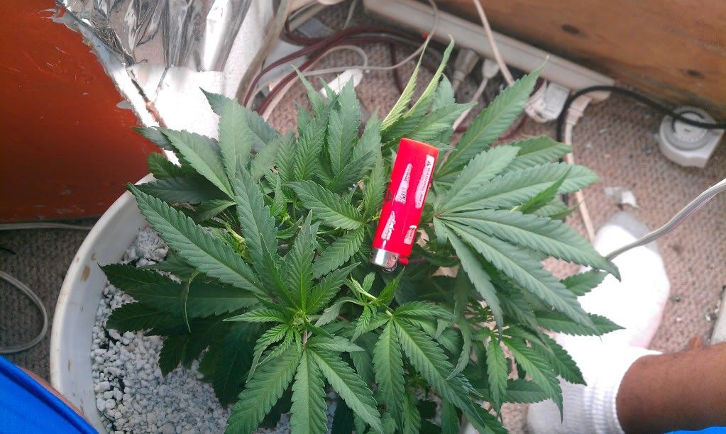 BLACKDOMINA.jpg