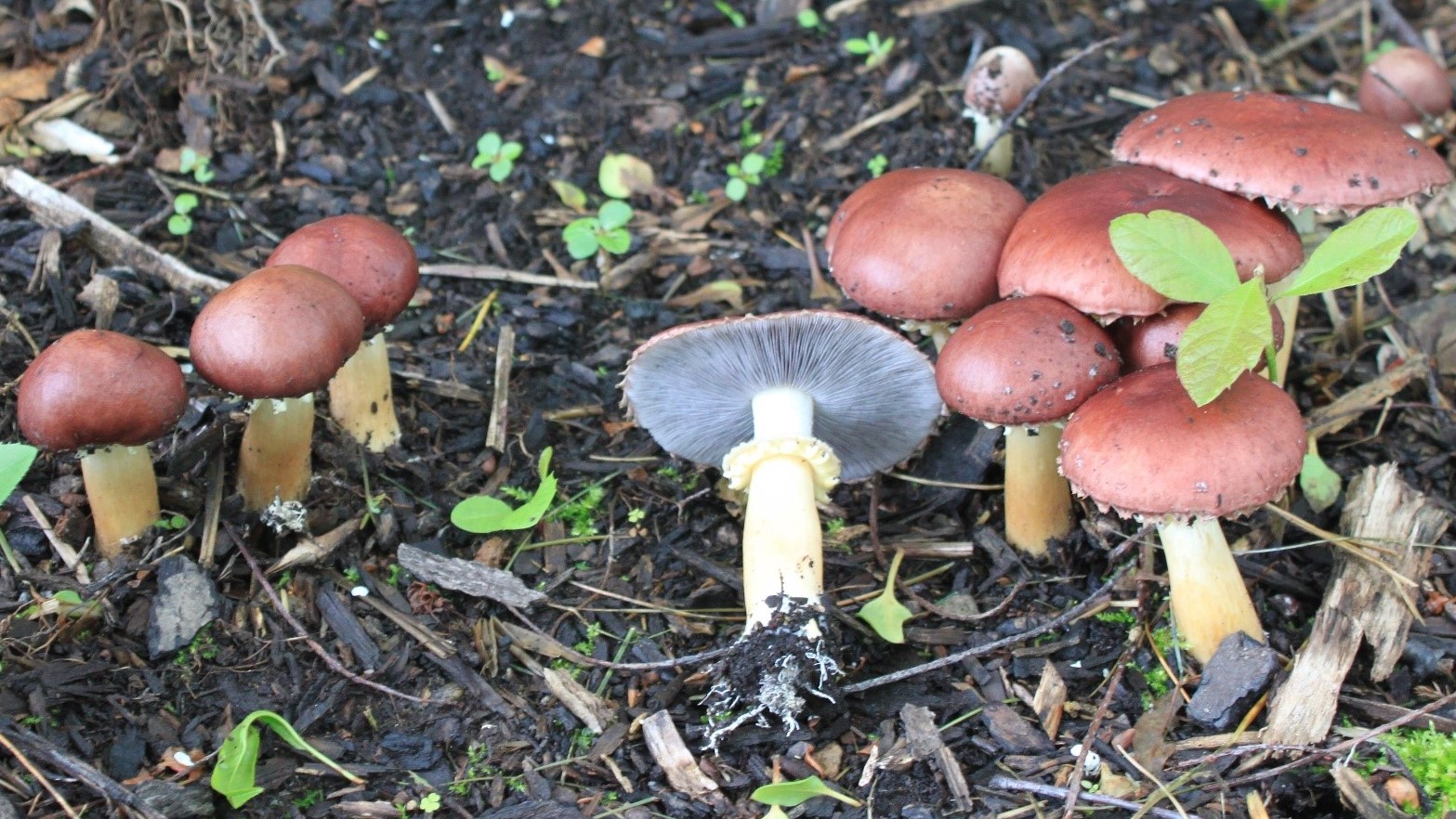 Stropharia-rugosoannulata.jpg