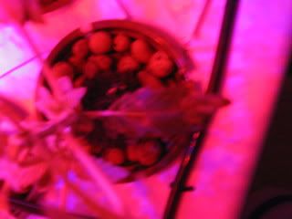 IMG_1308.jpg