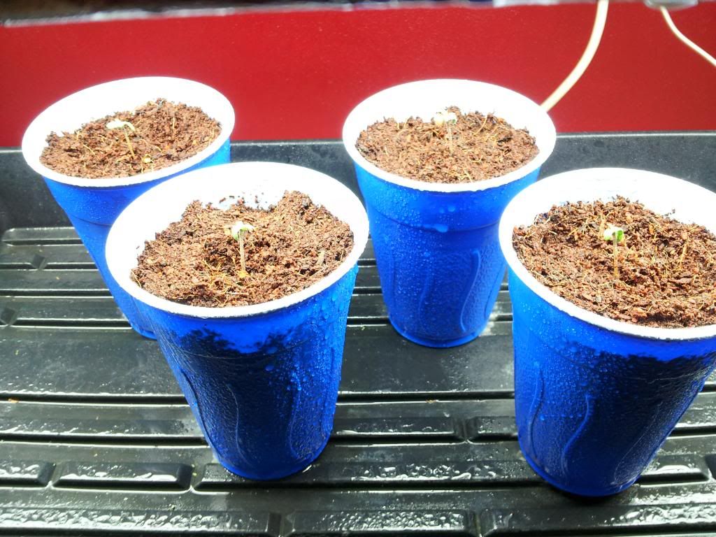 Seedpopsday3.jpg