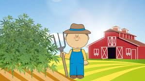 small-cannabis-farmer.jpg