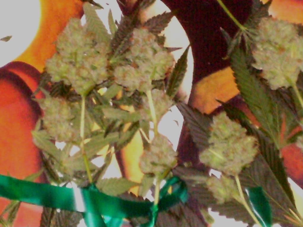 PTDC0204.jpg