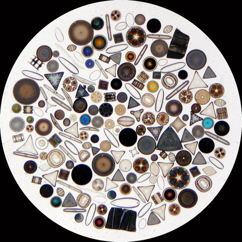 Diatom2.jpg
