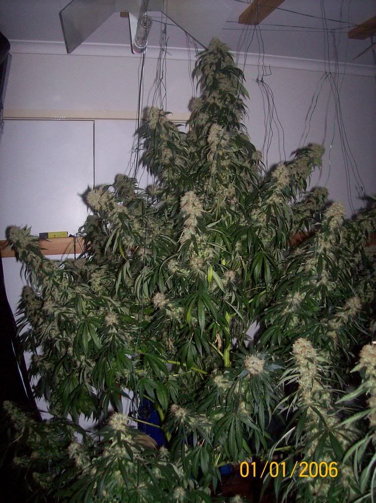 Plants021.jpg