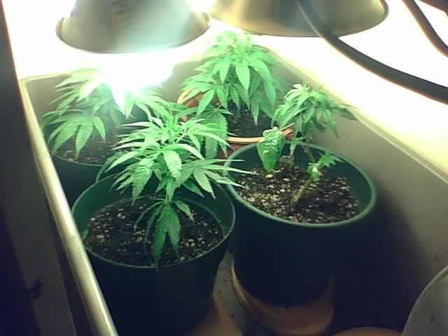 PlantPic3.jpg