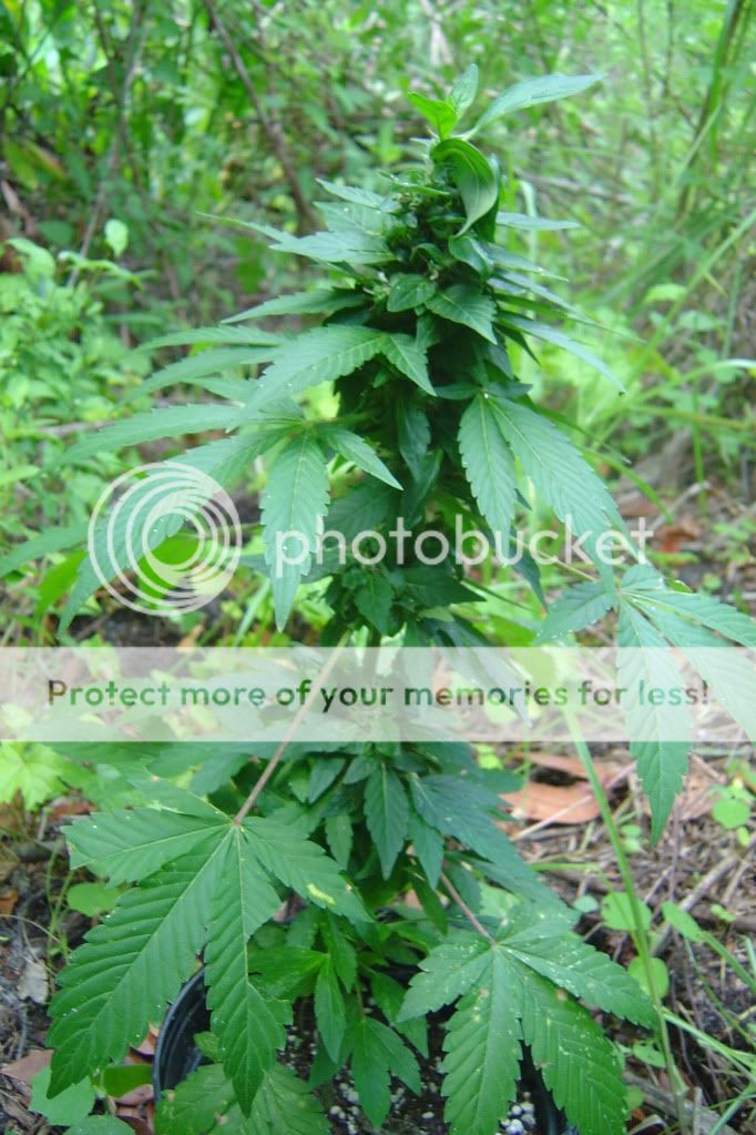 secondherbal002.jpg
