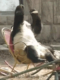 VHAxOh3.gif