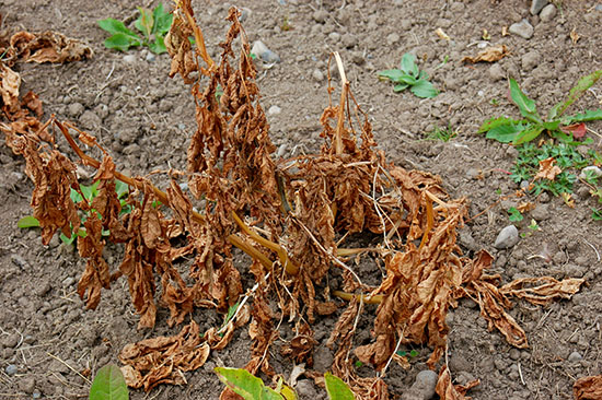 potato-fungus-07-adj.jpg