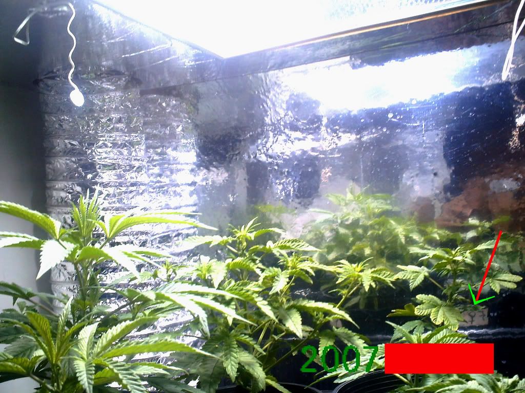 PlantsFiveWeeks.jpg