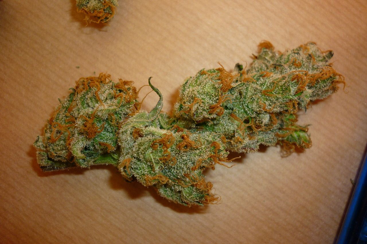 orangebud2.jpg