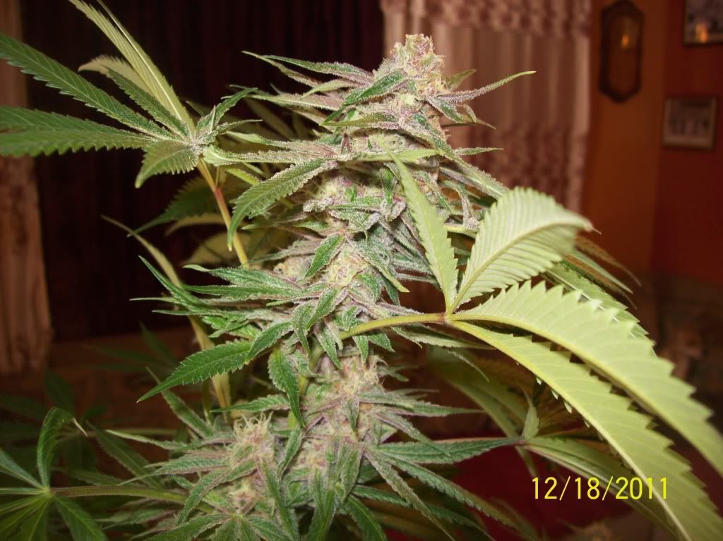 100_8786.jpg