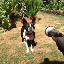 85154309.gif