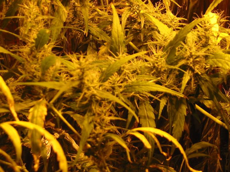 crazybush.jpg