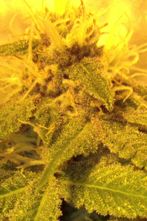 photo3_zpsd2c876bf.png