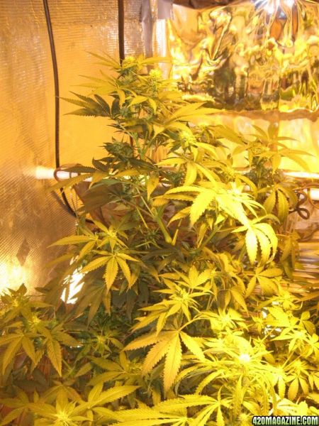 BB_CC_Grow_Update_Sep_13_45_.jpg