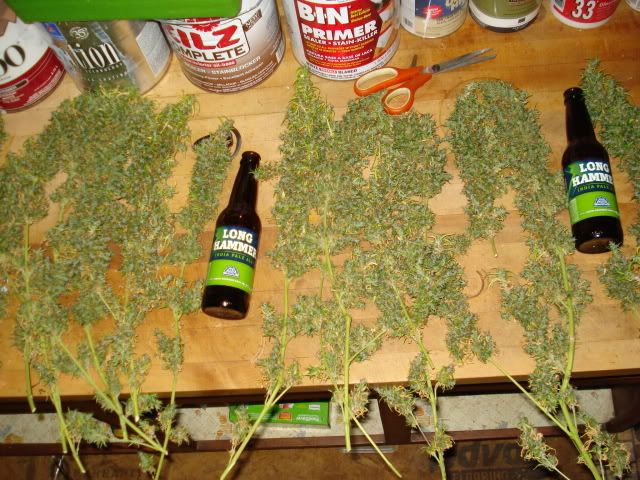 TSSLifeofPlant004.jpg