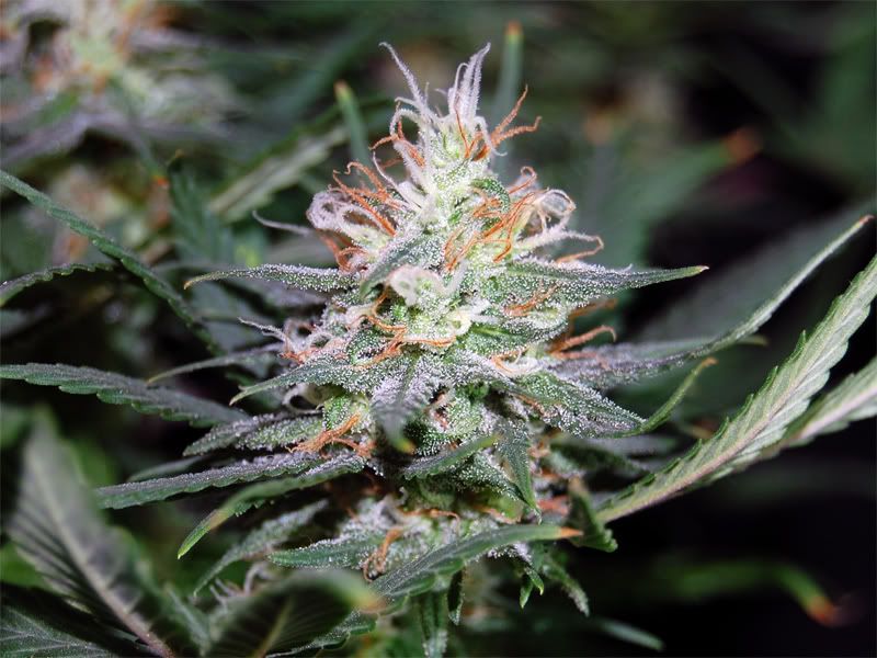 sour_bud_01.jpg