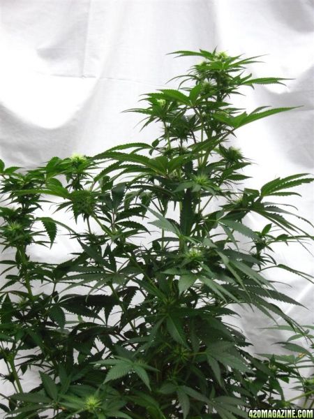 BB_CC_Grow_Update_Sep_13_14_.jpg
