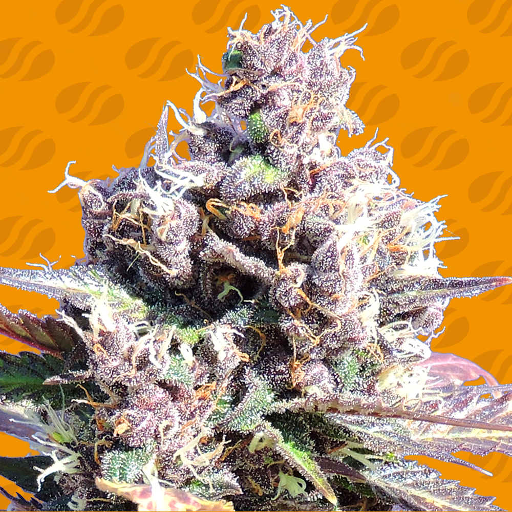 NEW STRAINS FROM ORIGINAL SENSIBLE GELATO & WEDDING CAKE - Rollitup