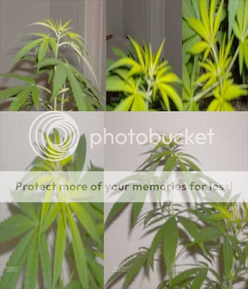 thenewweed.jpg
