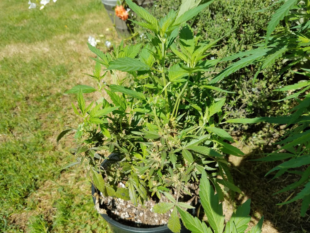 reversedreveg06162021a.jpg