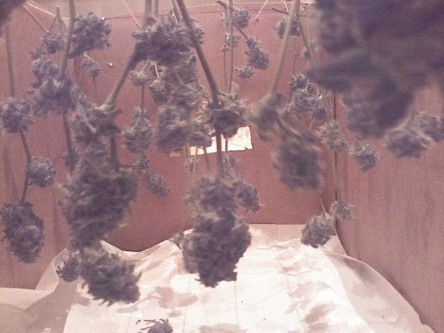 hangingbuds.jpg