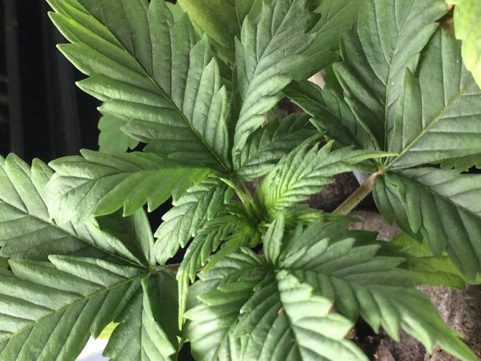 Plant_Early_Durban.jpg