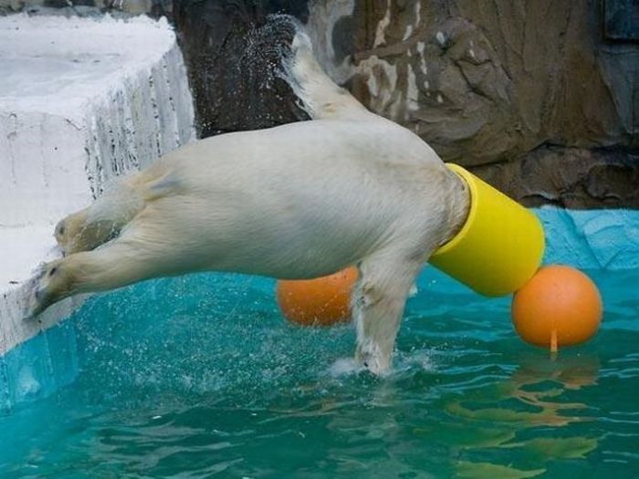 polar-bear-jumping-into-water-big.jpg